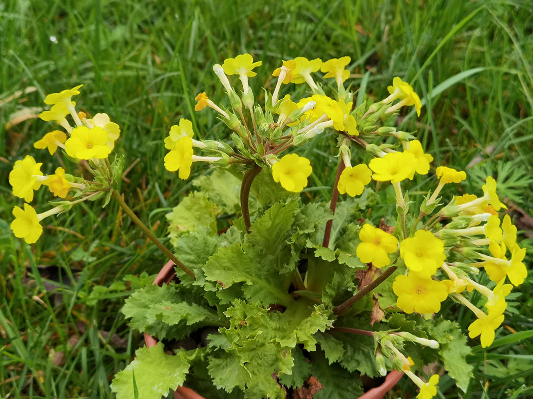 Primula x kewensis photo